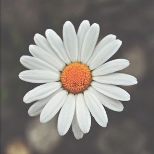 Meet your Posher, Ayla jane